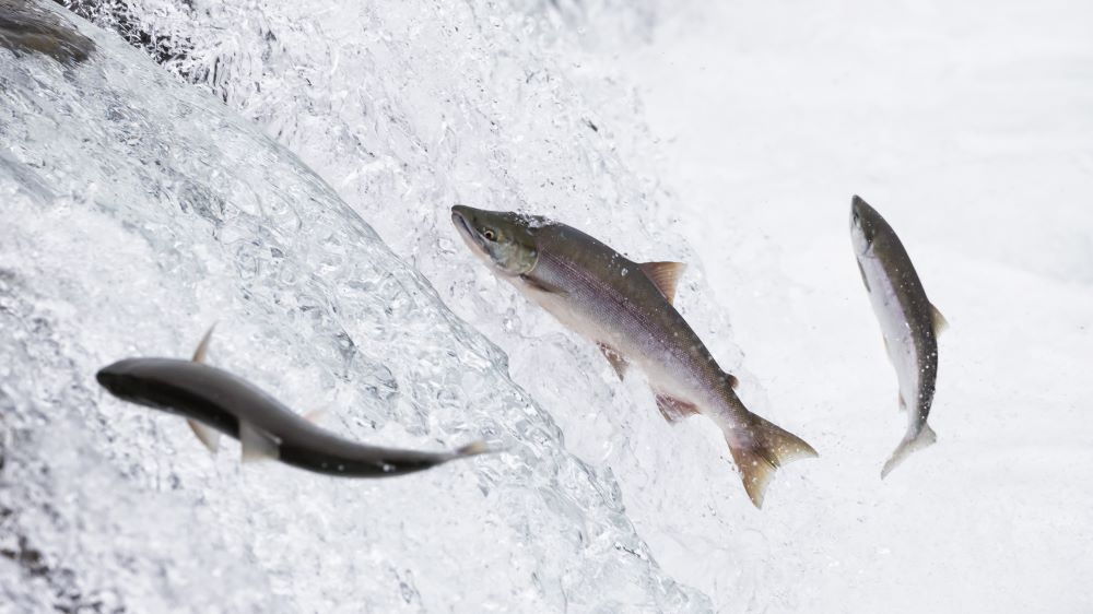 Copper River Wild Salmon vs. Farmed Salmon