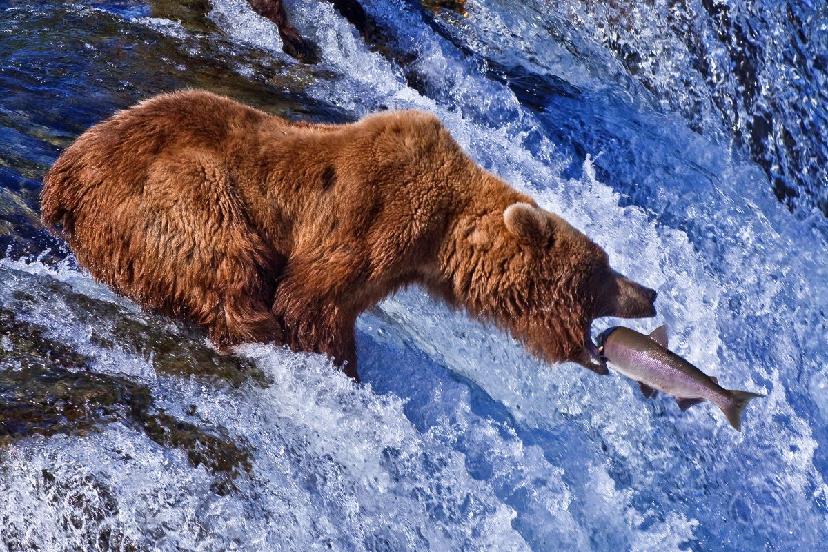 Is Copper River Wild Salmon a Sustainable Food Source?