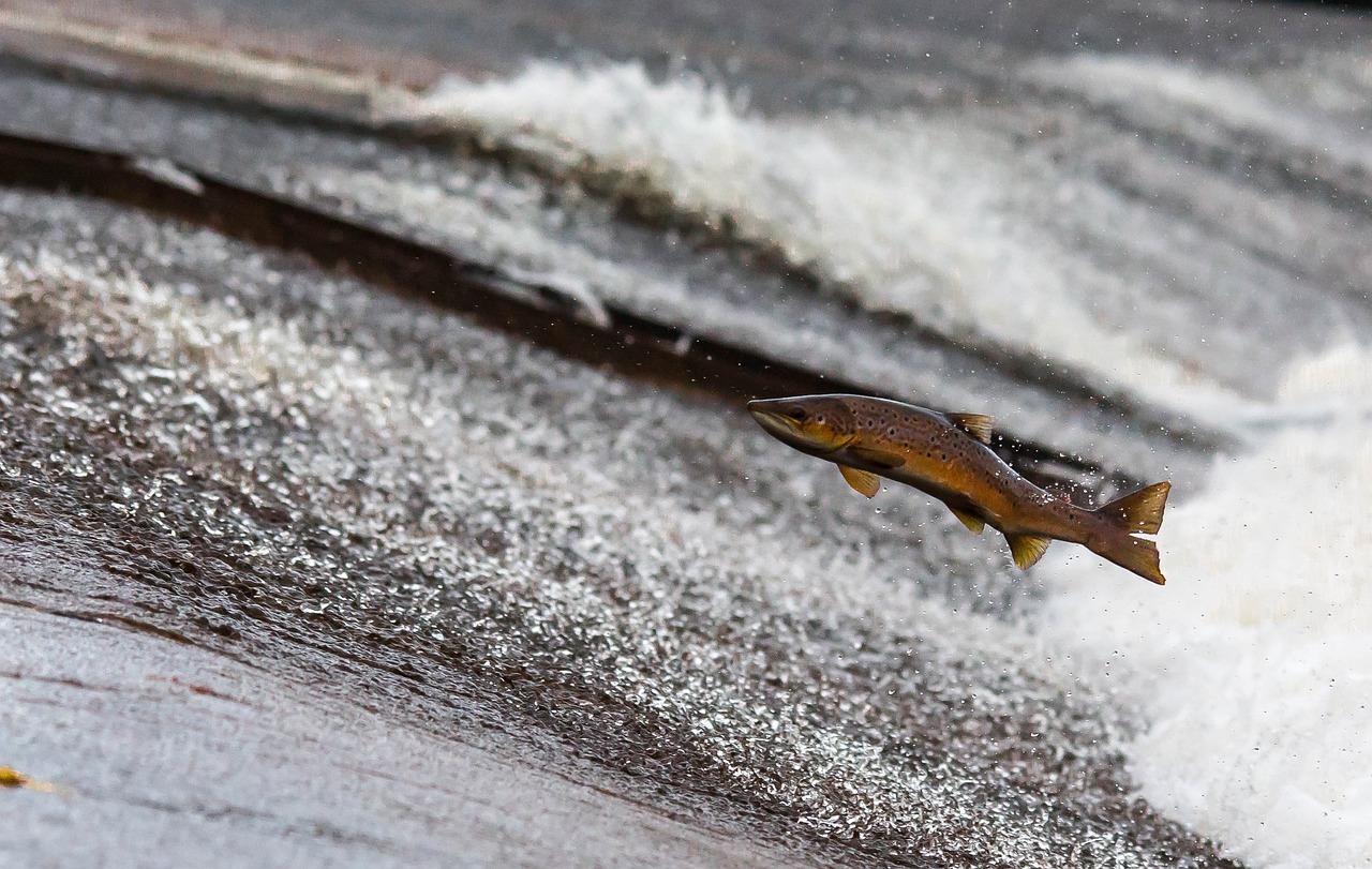 What is a Copper River Salmon Run?