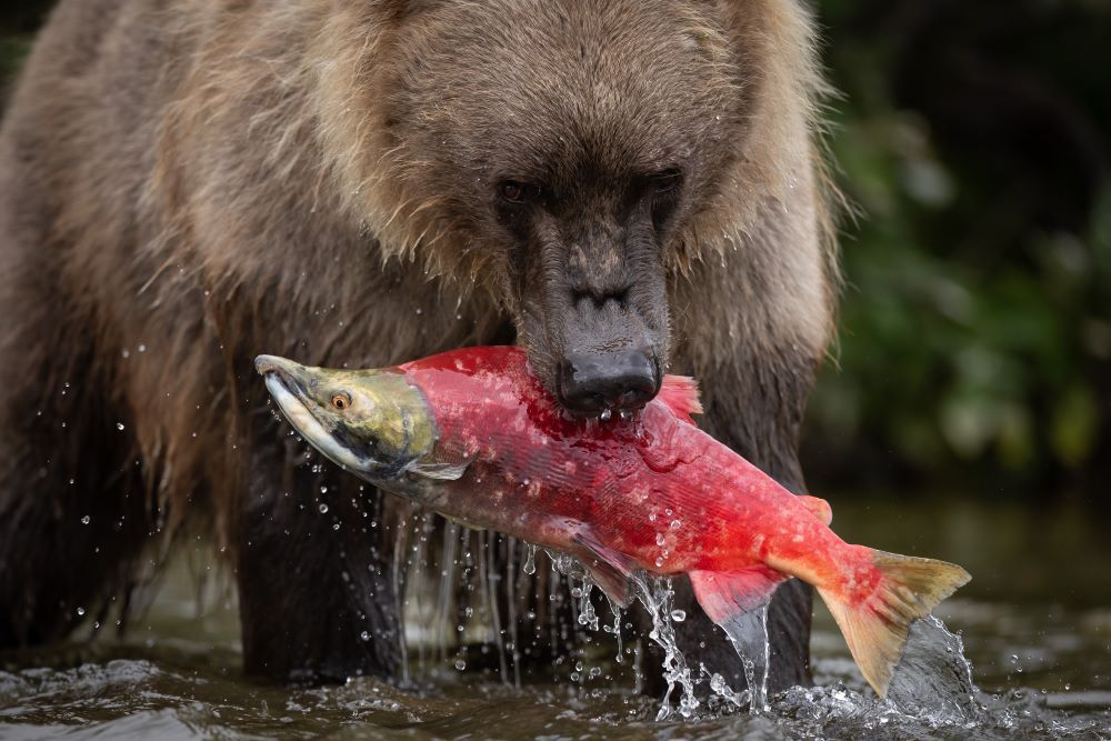 Brown bear fishing for sockeye salmon